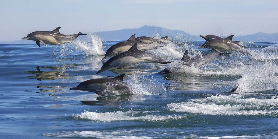 Dolphin Safari