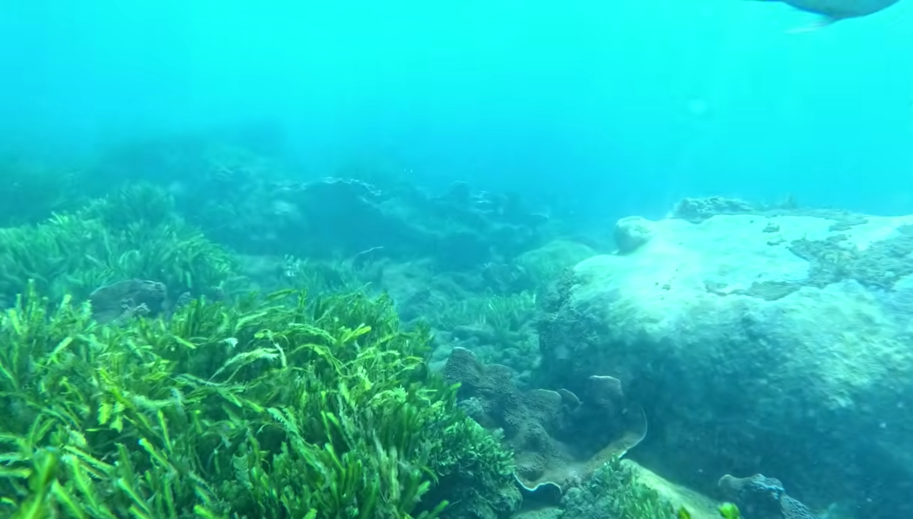 Scuba Diving